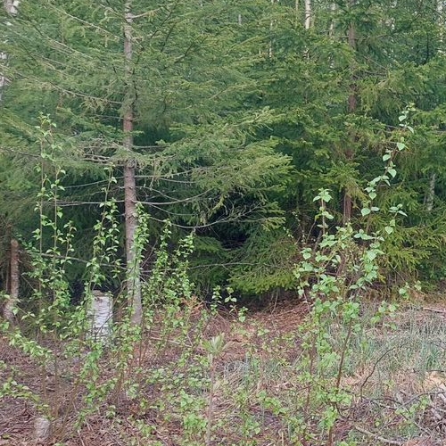 Земельный участок Смольнинское СНТ, 316