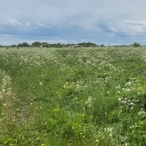 Земельный участок Копорье ЗАО