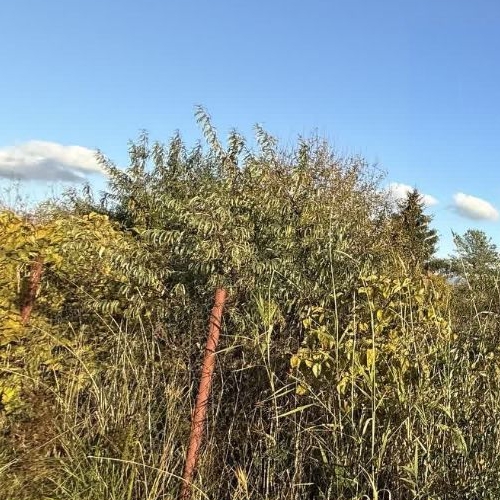 Земельный участок Волжа СНТ, улица 3-я, 14