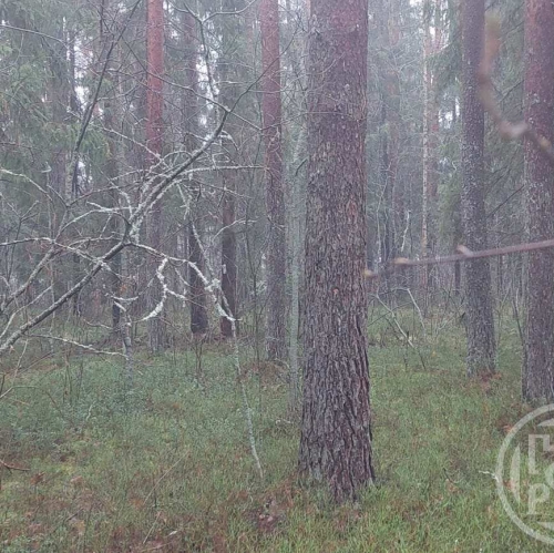 Земельный участок Вырица пос., Куйбышева ул.