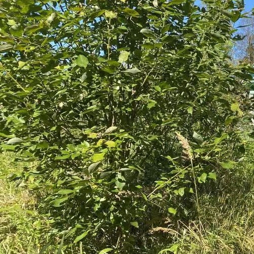 Коттедж/дом Солнечный СНТ, улица 28-я