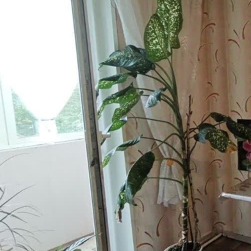 1-комн квартира с. Паша, улица Советская, 185