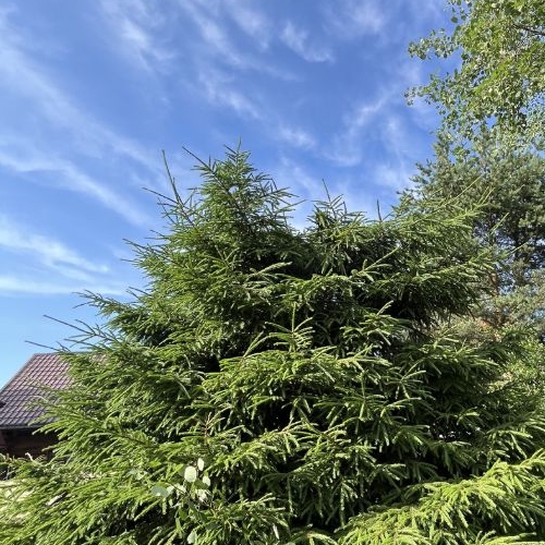 Коттедж/дом Бумпром СНТ,  д. 51