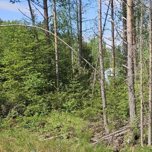 Земельный участок Смольнинское СНТ, 316