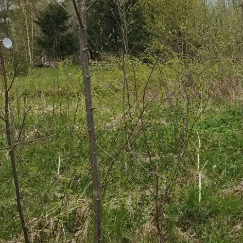 Коттедж/дом Посадников остров садоводческий массив, Кристалл СНТ, 3-я линия, 330