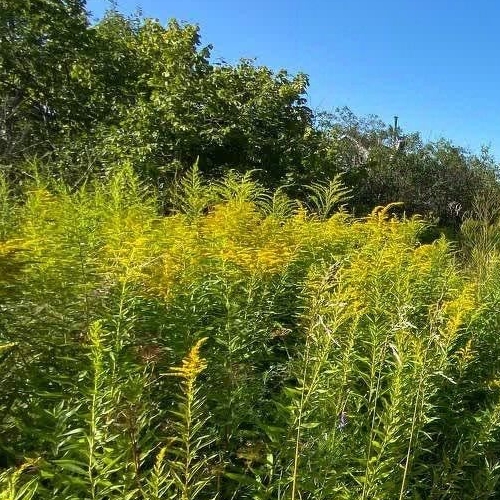 Коттедж/дом Пупышево садоводческий массив, Автомобилист СНТ, 8-я линия