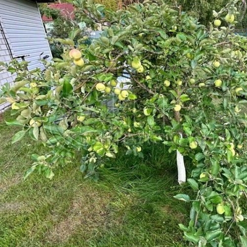 Коттедж/дом Приозерск, Лесная улица, 9а