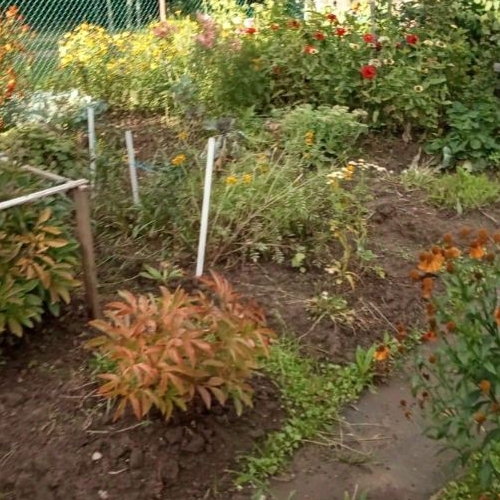 Коттедж/дом Кюльвия СНТ