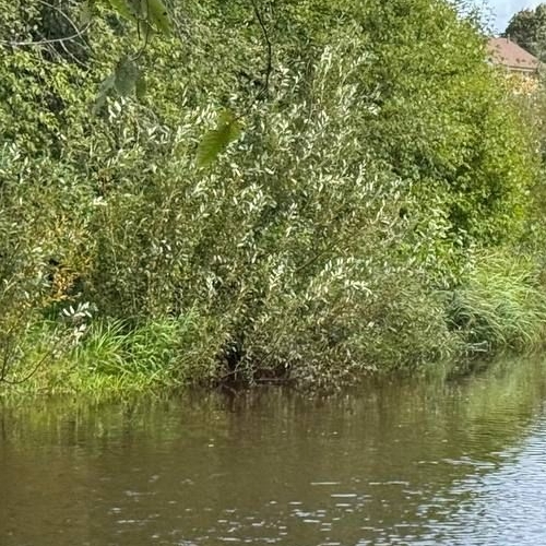 Земельный участок пос. Белоостров, СИЗ СНТ, дорога 5-я, 11