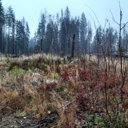 Земельный участок Сертолово г., Медное озеро 3 днп