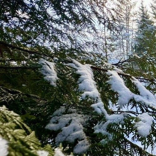 Коттедж/дом Мшинская садоводческий массив, Буревестник СНТ, улица Зеленая,  д. 16
