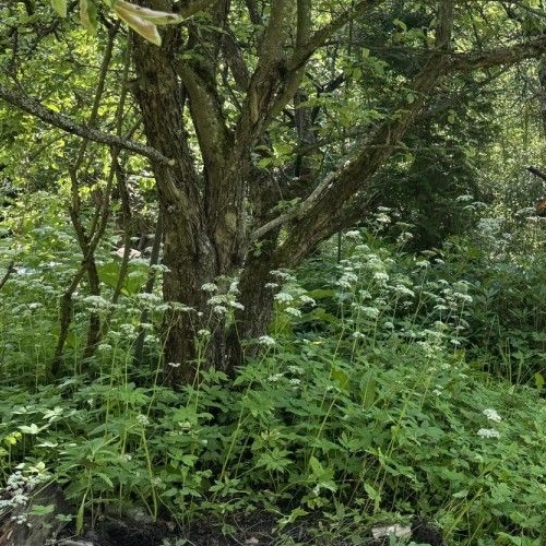 Коттедж/дом Дзержинец-2 СНТ