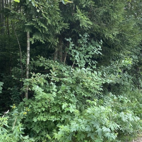 Земельный участок Парнас ТСН,  д. 168