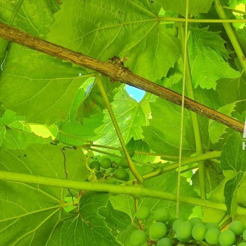 Коттедж/дом д. Кривко, улица Яблоневая, 14А