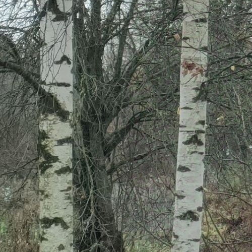 Земельный участок д. Горки,  д. 6