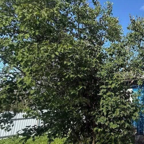 Коттедж/дом Волхов, улица Связи, 22