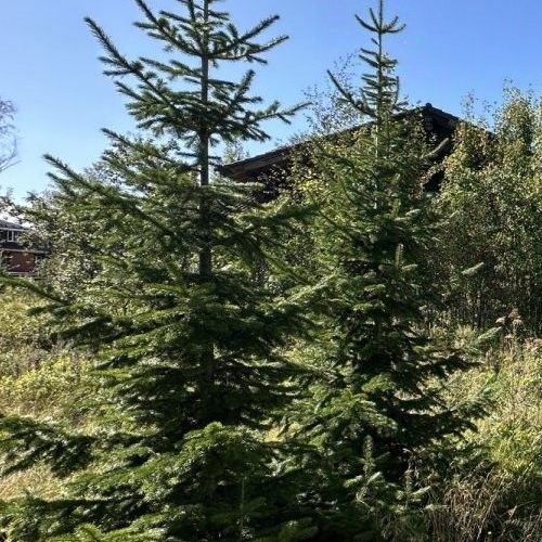 Земельный участок пос. Белоостров, улица Главная, 61