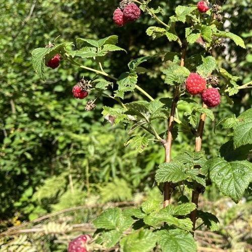 Коттедж/дом Пульман СНТ, 4-я линия