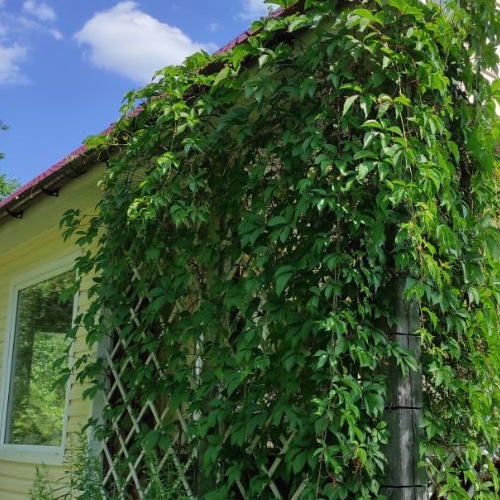 Коттедж/дом Мшинская садоводческий массив, Рассвет-2 СНТ,  д. 8