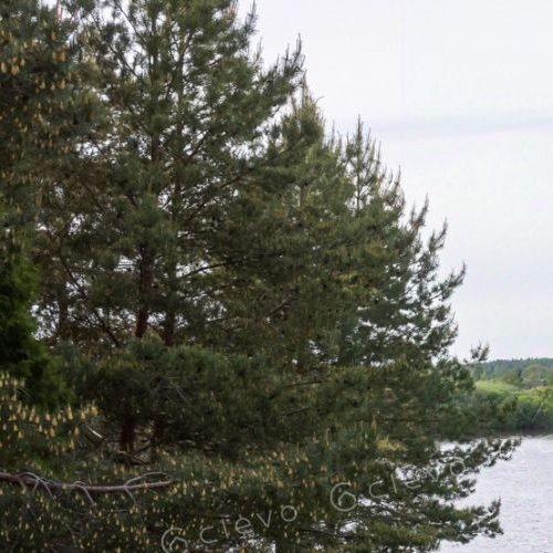 Земельный участок д. Горловщина,  д. 98Н