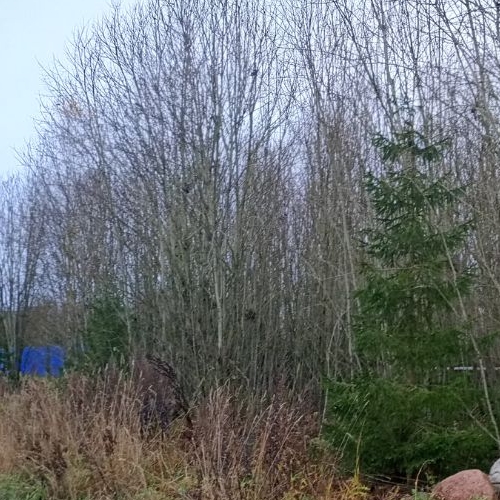 Земельный участок д. Калитино, улица Новодеревенская