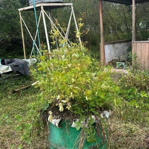 Коттедж/дом Кингисепп, Сережино садоводческий массив, Химик СНТ, улица Вишневая