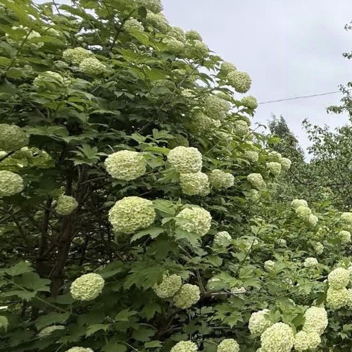 Коттедж/дом Оснички СНТ, улица 9-я лесная