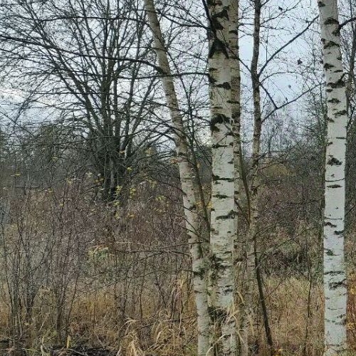 Земельный участок д. Горки,  д. 6