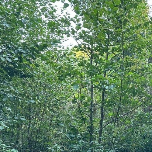 Земельный участок Сосновый СНТ,  д. 186