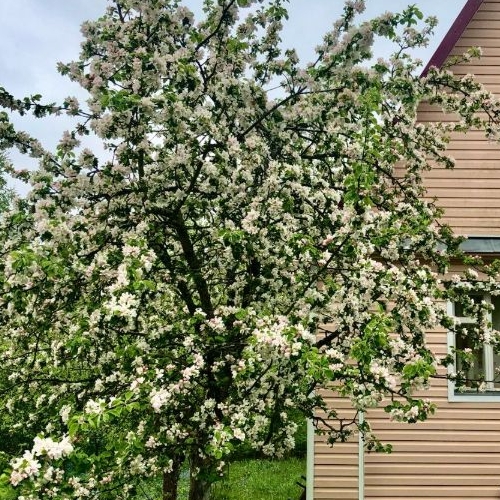 Коттедж/дом Павловск, Уголек СНТ