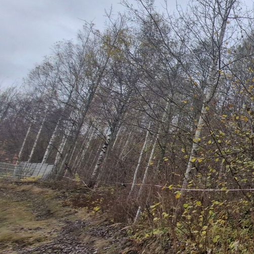 Земельный участок д. Порошкино, улица Лебяжья