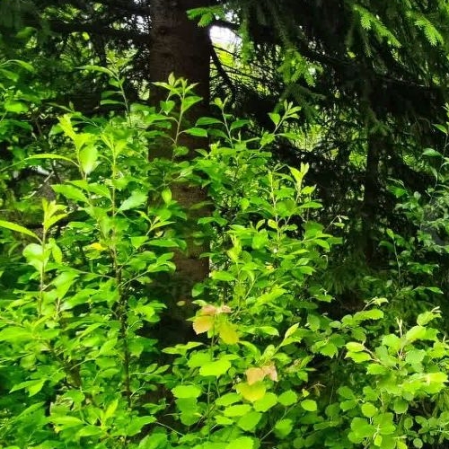 Коттедж/дом Новожилово массив, Патриот СНТ, 5