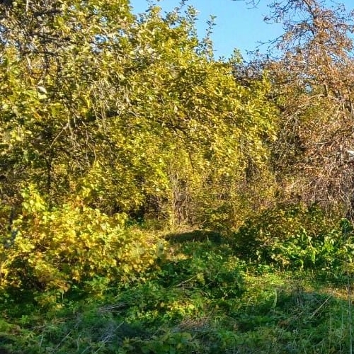 Земельный участок д. Пушкино, улица Набережная