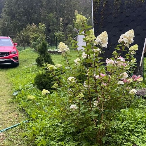 Коттедж/дом Мшинская садоводческий массив, Светоч СНТ