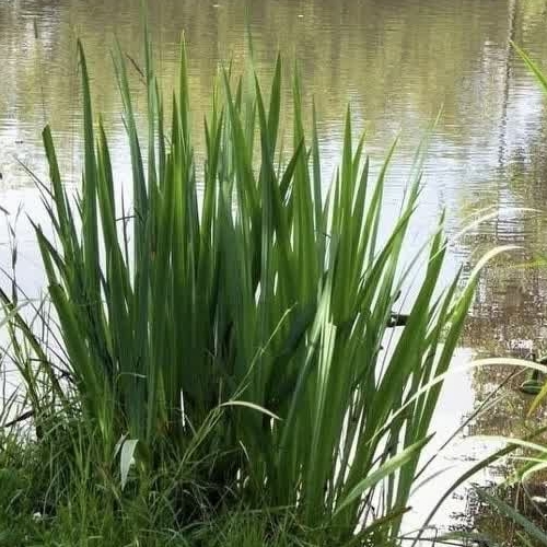 Коттедж/дом Посадников остров садоводческий массив, Дружба-3 СНТ, 23-я линия