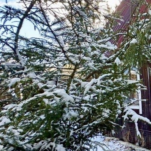 Коттедж/дом Мшинская садоводческий массив, Буревестник СНТ, улица Зеленая,  д. 16