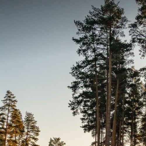 Земельный участок пос. Пески, улица Центральная