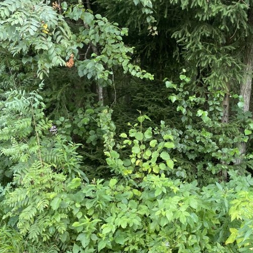 Земельный участок Парнас ТСН,  д. 168