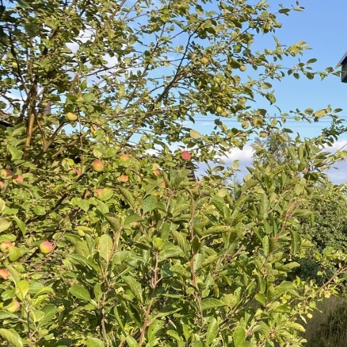 Коттедж/дом Борисова Грива садоводческий массив, Компрессор-2 СНТ, дорога Центральная