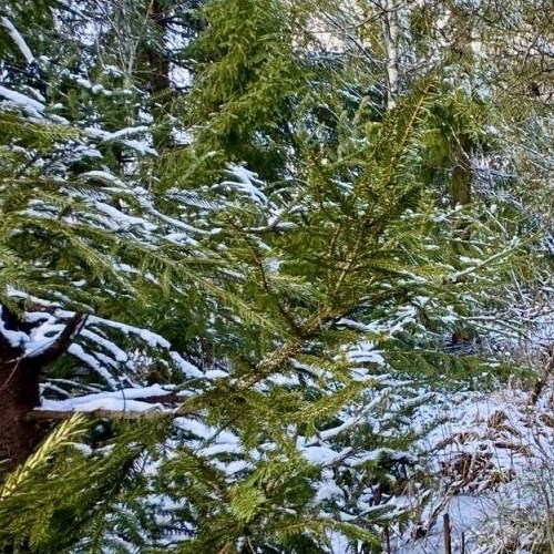 Коттедж/дом Мшинская садоводческий массив, Буревестник СНТ, улица Зеленая,  д. 16