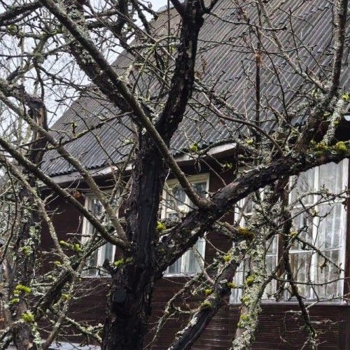 Коттедж/дом Мшинская садоводческий массив, дорога Кировская