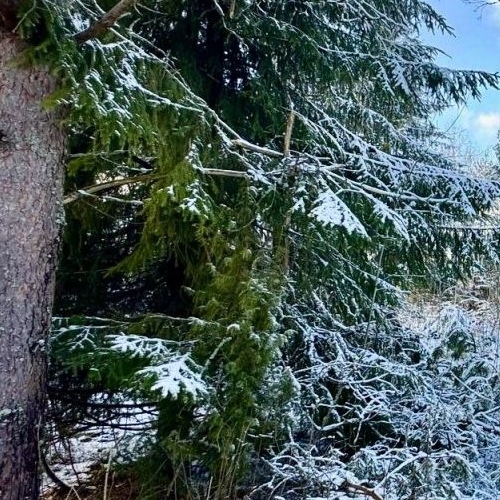 Коттедж/дом Мшинская садоводческий массив, Буревестник СНТ, улица Зеленая,  д. 16