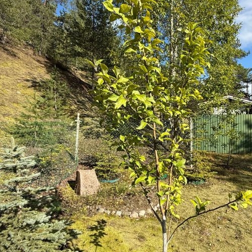 Коттедж/дом Надежда СНТ, 117