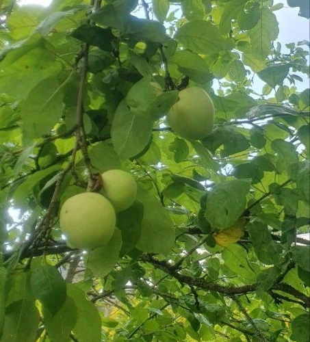 Коттедж/дом Волхов, Южное СНТ, 27-я линия,  д. 441