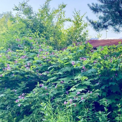 Коттедж/дом Захожье-2 садоводческий массив, Захожье-2 СНТ