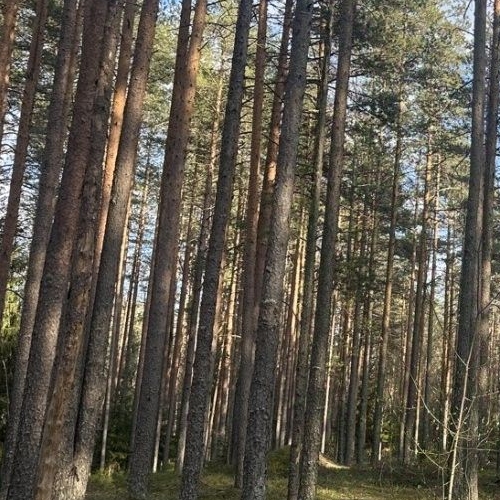 Земельный участок пос. Серово, Молодежное СНТ, улица Круговая