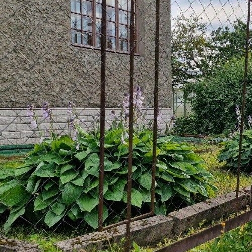 Коттедж/дом Дивенка кп, Дивенская садоводческий массив,  д. 274