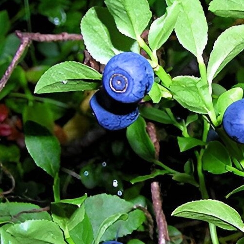 Земельный участок СНТ Фауна нп