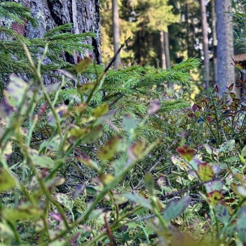 Коттедж/дом пос. Ленинское, Спутник СНТ