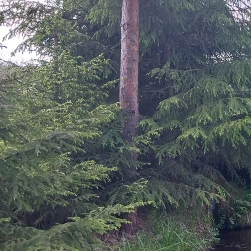 Коттедж/дом Васкелово садоводческий массив, ЦНИИ Электроприбор СНТ, проезд 2-й